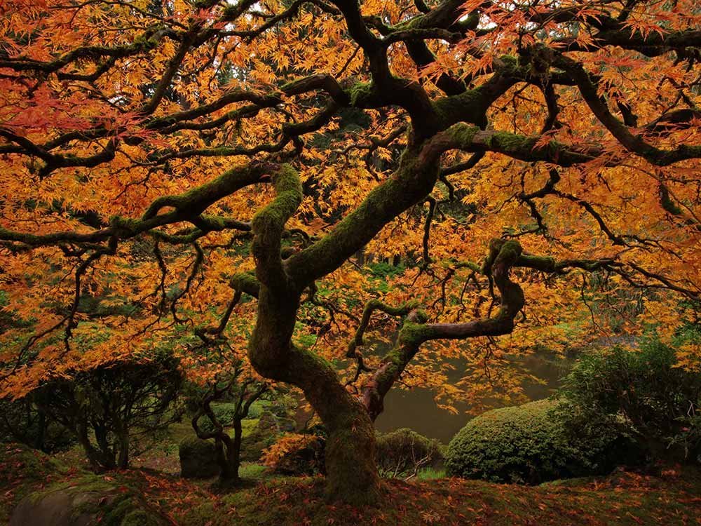 A Japanese maple tree with twisting, moss-covered branches and vibrant orange autumn leaves, a scenic highlight for day trips near Willamette Valley.