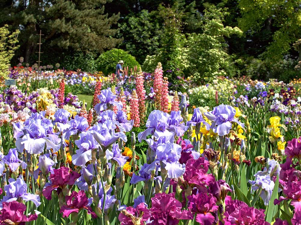A vibrant flower garden filled with blooming purple, pink, and yellow irises and tall pink lupines, perfect for day trips near Willamette Valley, with a person walking in the distance.