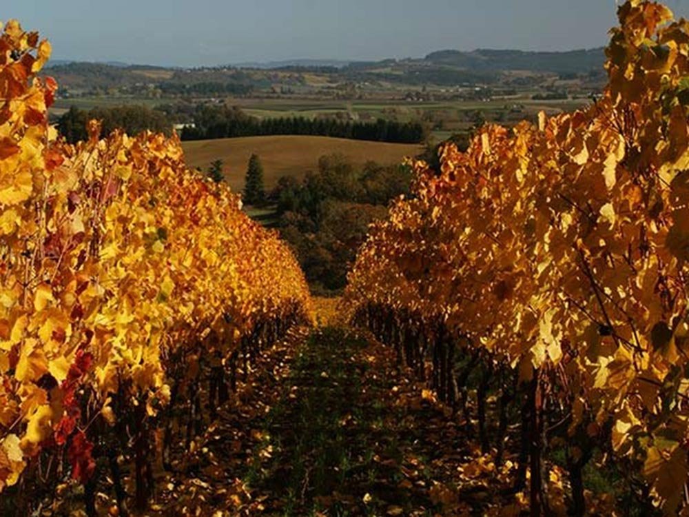 Rows of grapevines with yellow autumn leaves lead toward a distant Willamette Valley winery landscape.