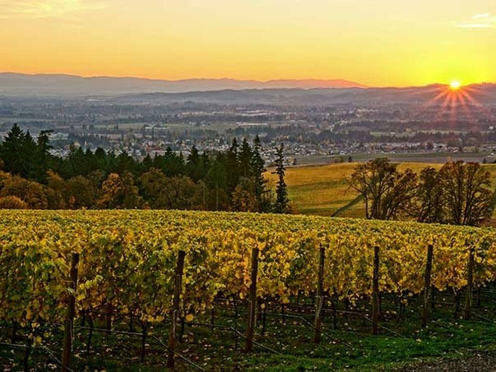 Rows of autumn grapevines in a Willamette Valley vineyard overlooking a valley at sunset.
