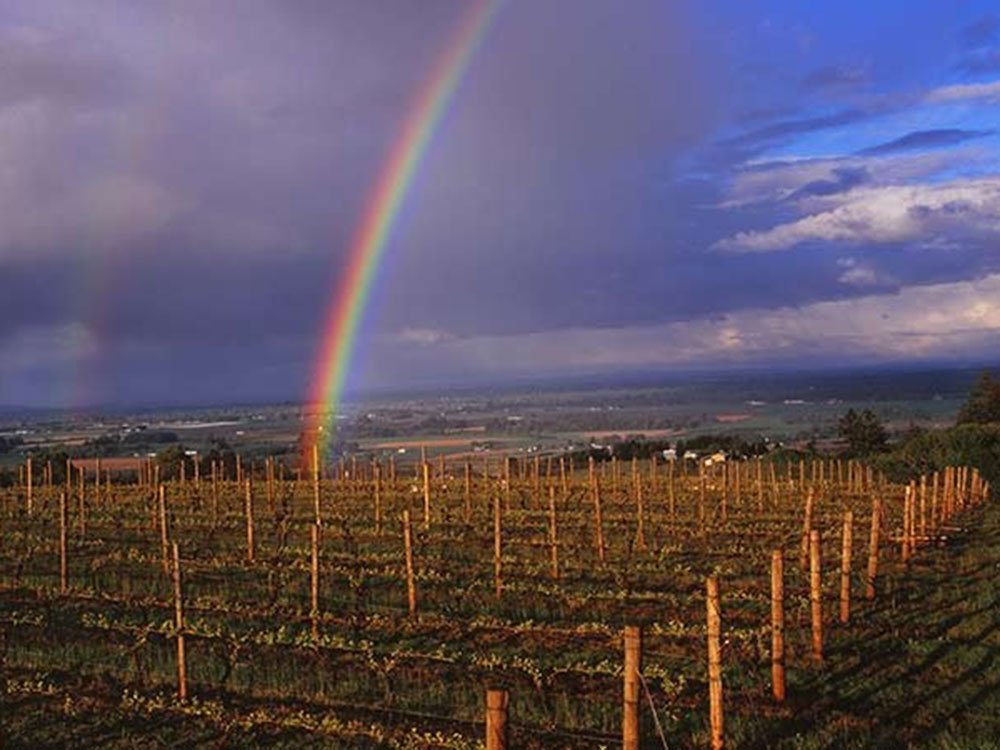 A rainbow shines over a Willamette Valley vineyard under a stormy sky.