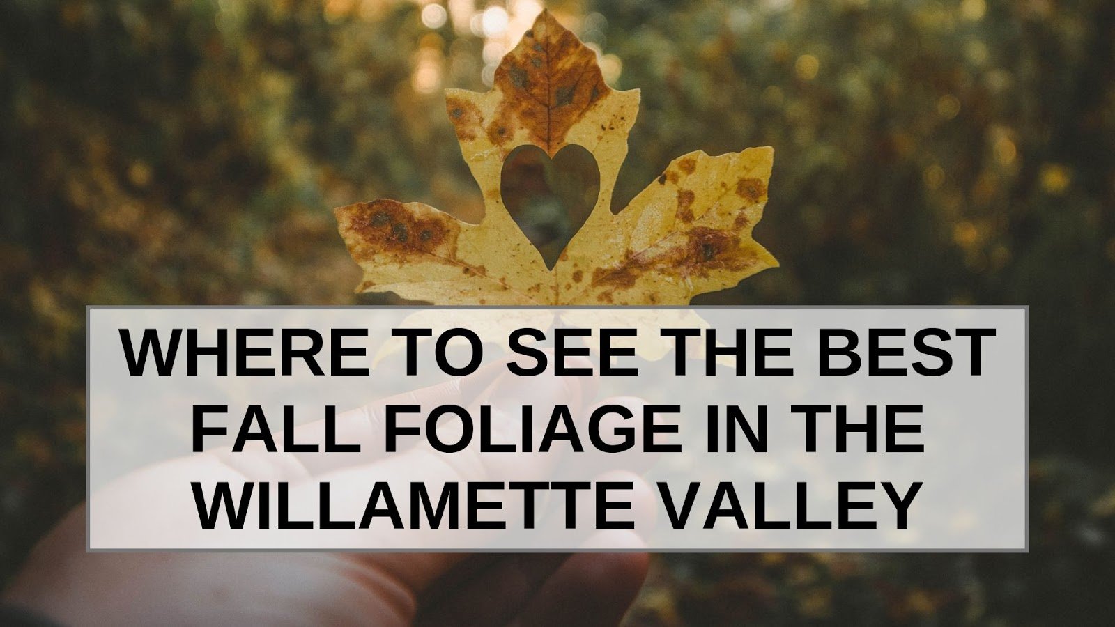 A hand holds a fall leaf with a heart-shaped hole cut out of the center, overlaid with the text: “WHERE TO SEE THE BEST FALL FOLIAGE IN THE WILLAMETTE VALLEY.”